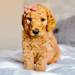 Goldendoodle Puppies from Copper Doodle Tails