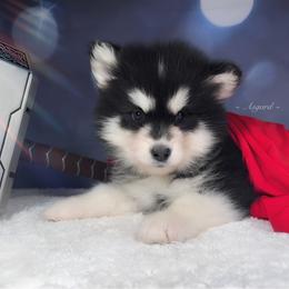 White collar F - Alaskan Malamute puppy in Spokane, Washington from Asgard Wooly Malamutes