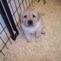 Labrador Retriever Puppies from Cecilie Drege