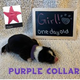 Australian Shepherd Puppies from Kayla's Aussies