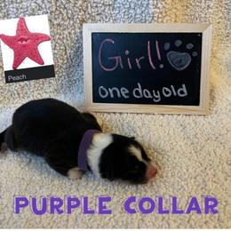 Australian Shepherd Puppies from Kayla's Aussies
