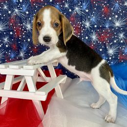 Cruise - Black white and tan male Beagle puppy in Katy, Texas from Houston’s Howlin’ Hounds