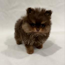 Coffee - Chocolate and tan male Pomeranian puppy in California from Pawsh Poms
