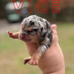 Vice - Blue merle female Catahoula Leopard Dog puppy in Okeechobee, Florida from Lazy 44 Catahoulas