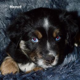 Maverick - Black tri Miniature Australian Shepherd puppy in Post Falls, Idaho from Puppy Love Inland Northwest