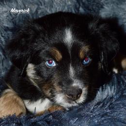 Maverick - Black tri Miniature Australian Shepherd puppy in Post Falls, Idaho from Puppy Love Inland Northwest