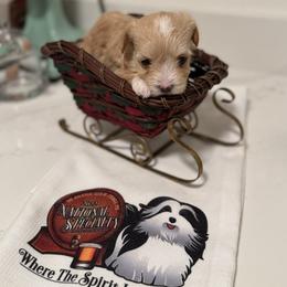 Girl 2 - Red female Havanese puppy in Morriston, Florida from OPA! Havanese (formerly Elysium Fields)