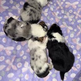 Shetland Sheepdog puppies from Greener Fields Shelties