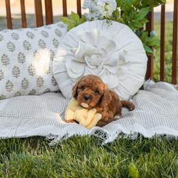 Black collar boy - Red  male Goldendoodle puppy in Spokane, Washington from Dream Doodles in Spokane WA