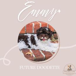 Emmy - Maltipoo