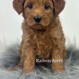Sadie- Petite - Red  female Goldendoodle puppy in Milford, Indiana from Railway Acres Kennel