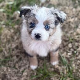 Bandit - Blue merle male Toy Australian Shepherd puppy in Caddo Mills, Texas from R & W Aussies
