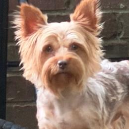 Genesis - Yorkshire Terrier