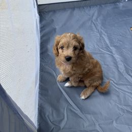 Cavapoo Puppies from House of Cavapoos