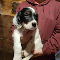 Boy 2 - Blue belton and tan (tri-color) male English Setter puppy in New York from Kay's English Setters