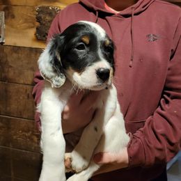 Boy 2 - Blue belton and tan (tri-color) male English Setter puppy in New York from Kay's English Setters