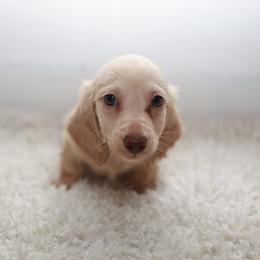 TATE - Cream male Dachshund puppy in Indiantown, Florida from Turquoise River Minature Dachshunds