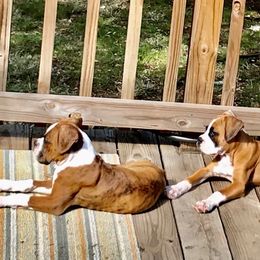 Boxer Puppies from Boxer Blessings Kennel