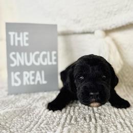Lil' Bit - Black female Labradoodle puppy in Elizabeth City, North Carolina from Howdy Doodles