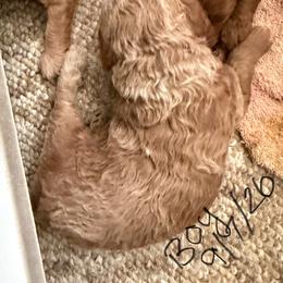 Purdy boy 3 - Red  male Poodle puppy in Haines City, Florida from Camic Cockapoos