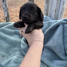 Dachshund Puppies from A Anchor Farm