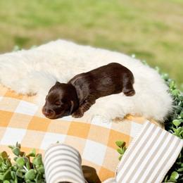 Moana - Chocolate and tan female Dachshund puppy in Salters, South Carolina from Long-Pine Dachshund