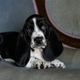 Blue - Black and white male Basset Hound puppy in Knoxville, Tennessee from Well Hounded Bassets