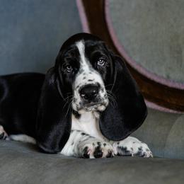 Blue - Black and white male Basset Hound puppy in Knoxville, Tennessee from Well Hounded Bassets