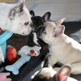 French Bulldog Puppies from Camp Fine Frenchies