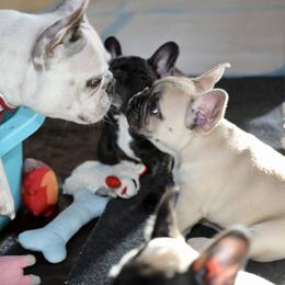 French Bulldog Puppies from Camp Fine Frenchies