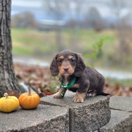 AKC Meet Uggie :) - Chocolate and tan male Dachshund puppy in Centerville, Iowa from Barnyard Dachshunds, Dals & Doodles