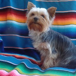 Pippa - Yorkshire Terrier