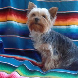 Pippa - Yorkshire Terrier