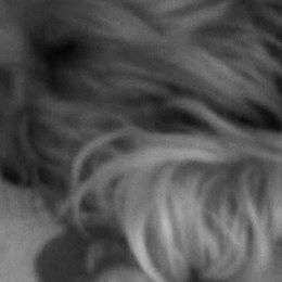 Yorkshire Terriers from Marvelus Yorkies