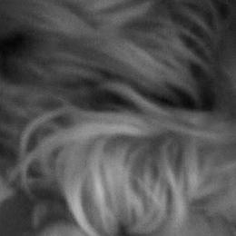 Yorkshire Terriers from Marvelus Yorkies