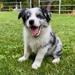 26E Green Collar - Blue merle male Border Collie puppy in Mariposa, California from Team Reeves Ranch