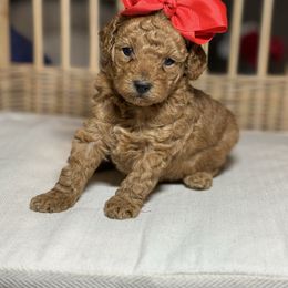 Jessie - Red  female Poodle puppy in Tampa, Florida from The Sweet Life of a Toy Poodle