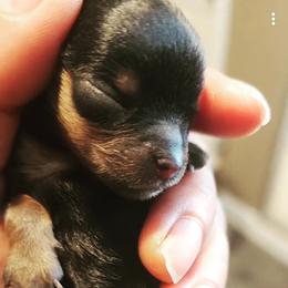 Yorkshire Terrier Puppies from Jazmin Petruchik