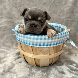 French Bulldog Puppies from Cali Rooted Bullyz
