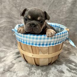 French Bulldog Puppies from Cali Rooted Bullyz