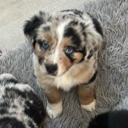 Kevin - Blue merle male Miniature Australian Shepherd puppy in Charlestown, Indiana from Forever Aussies and A Doodle