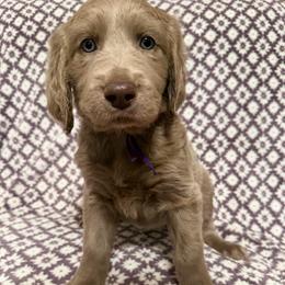 Dawn - female Long Haired Weimaraner puppy in Blanchardville, Wisconsin from Northern Bluegrass Weimaraners