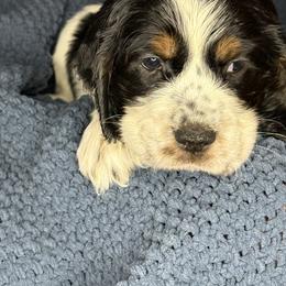 HAIL - Black white and tan female English Springer Spaniel puppy in Billings, Montana from M&M Fuzzy Bottom Friends