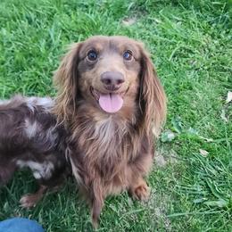 Dachshunds from Homegrown Hoosier Kennels