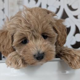 Bella - Apricot female Havapoo puppy in Burlington, Iowa from River View Puppies