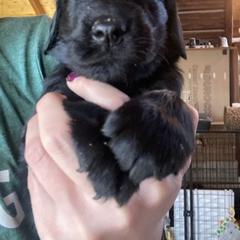 Tango - Marcela - Flowers - Black female Flat-Coated Retriever puppy in Park Rapids, Minnesota from Catori