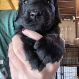 Tango - Marcela - Flowers - Black female Flat-Coated Retriever puppy in Park Rapids, Minnesota from Catori