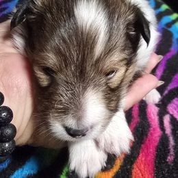 Mordecai - Sable & white male Toy Shetland Sheepdog puppy in Houston, Texas from LaLa's Lilliputian Lassies