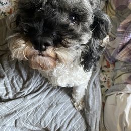 Art - Cockapoo
