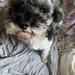 Art - Cockapoo